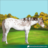 Horse Color:White Spotted Liver Red Roan Splash Appaloosa