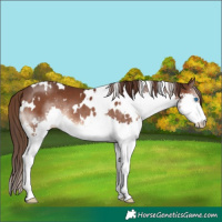 Horse Color:White Spotted Liver Chestnut Splash 