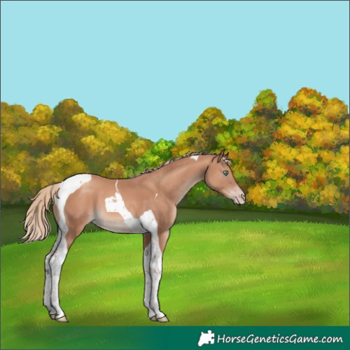Horse Color:Gold Champagne Tobiano 