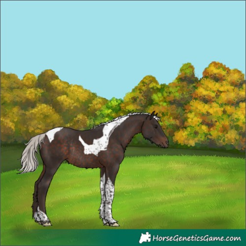 Horse Color:White Spotted Silver Brown Tobiano Rabicano 