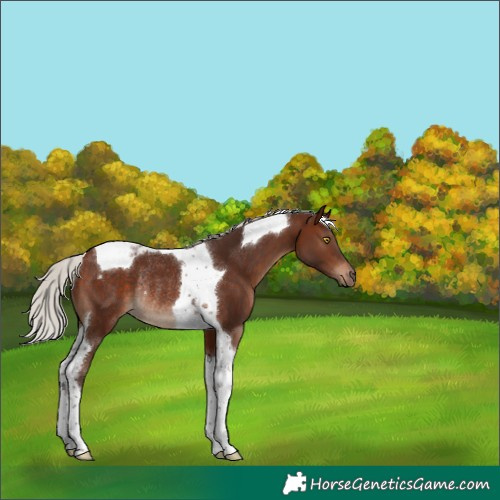Horse Color:Silver Brown Tobiano Rabicano 