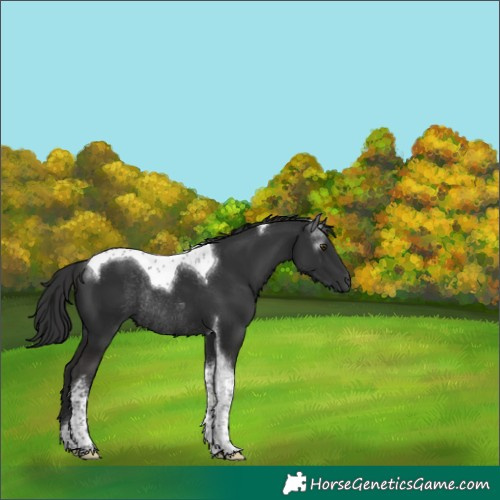 Horse Color:Gray Liver Chestnut Tobiano Rabicano 