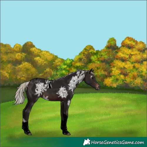 Horse Color:Gray Void Silver Brown Ice Tobiano Appaloosa 