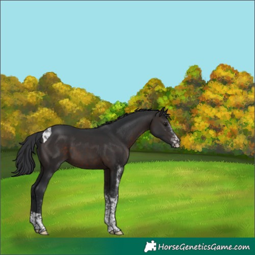 Horse Color:White Spotted Brown Tobiano 