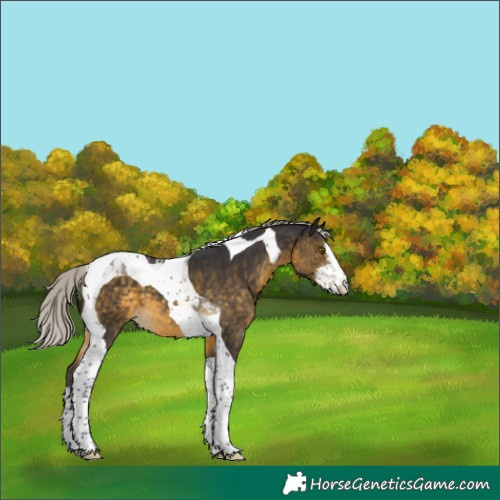 Horse Color:White Spotted Silver Buckskin Tobiano 