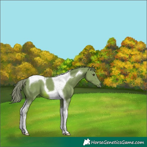 Horse Color:Watercolor Chestnut Tobiano 