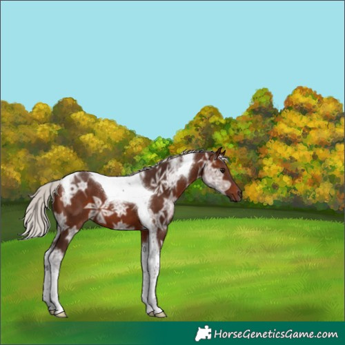 Horse Color:Silver Brown Ice Tobiano 