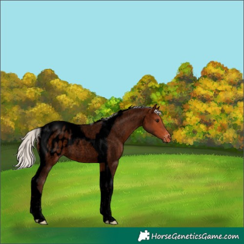 Horse Color:Void Silver Bay Roan Tobiano Appaloosa 