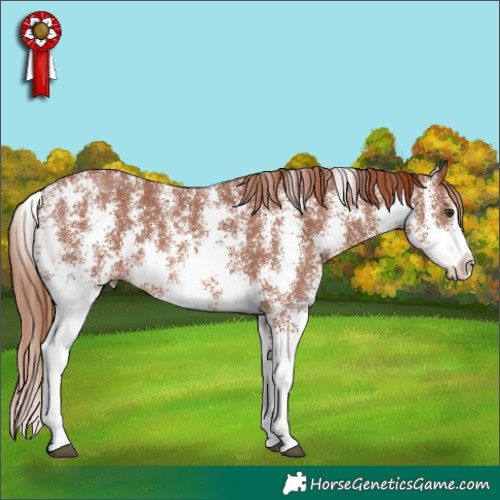 Horse Color:Chestnut Sabino 