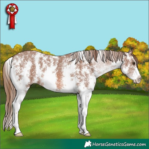 Horse Color:Chestnut Sabino 