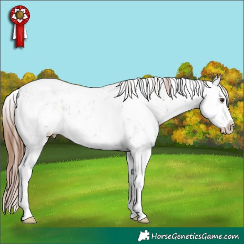 Horse Color:White Spotted Chestnut Sabino 