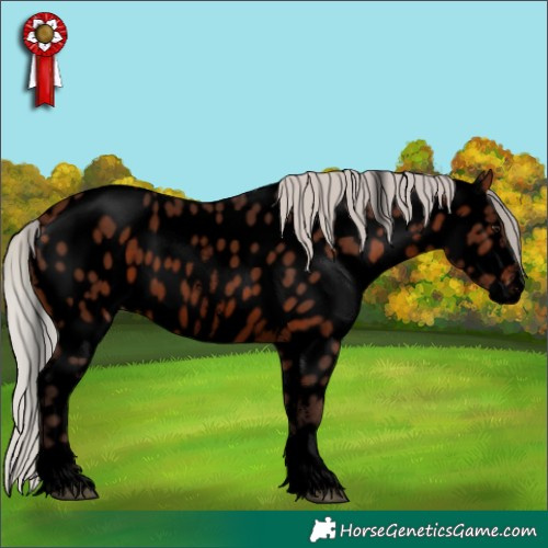 Horse Color:Void Silver Brown Sabino Appaloosa 