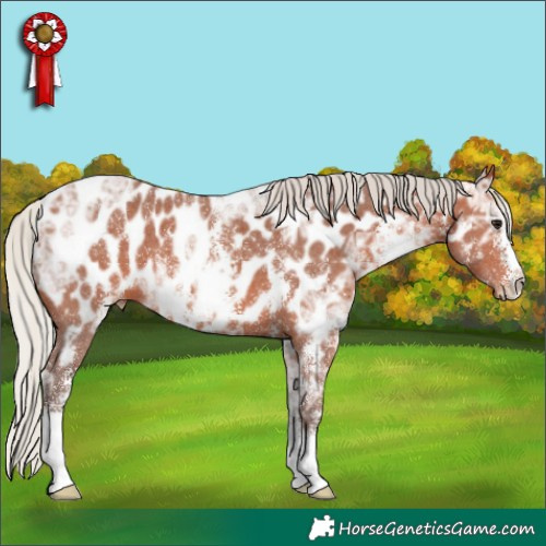Horse Color:Silver Bay Ice Sabino Appaloosa 