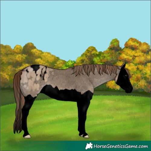 Horse Color:Void Liver Red Dun Splash Appaloosa 