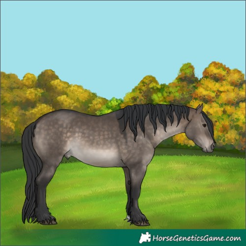 Horse Color:Brown Dun 