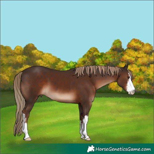 Horse Color:White Spotted Liver Chestnut 