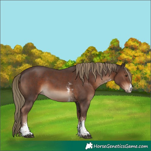 Horse Color:Liver Chestnut Sabino 
