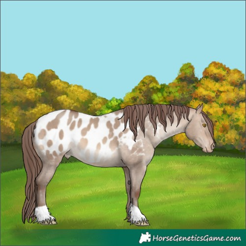 Horse Color:Sable Champagne Dun Appaloosa 