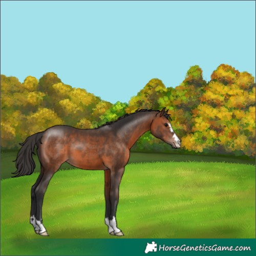 Horse Color:Brown 