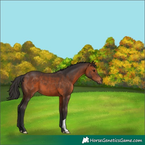 Horse Color:Brown 