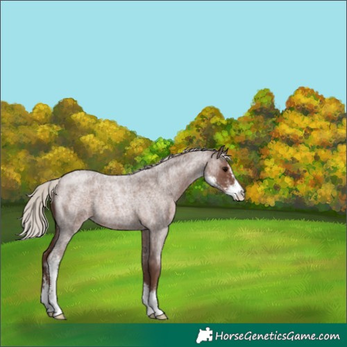 Horse Color:Silver Blue Roan Sabino Rabicano 