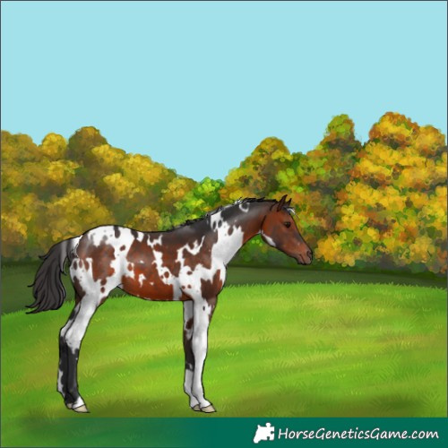 Horse Color:White Spotted Brown 