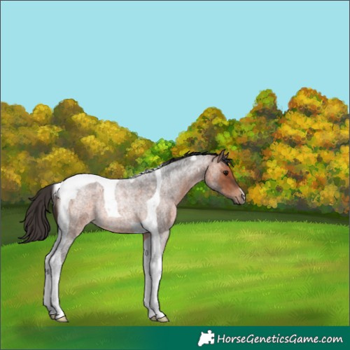 Horse Color:Bay Roan Tobiano Rabicano 