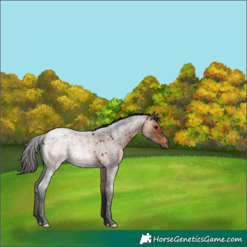 Horse Color:Brown Roan 