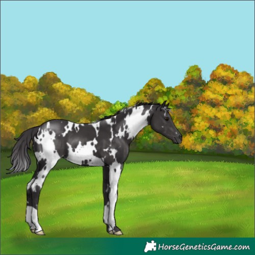 Horse Color:White Spotted Smoky Black 