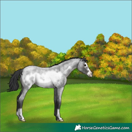 Horse Color:Blue Roan Frame Rabicano 