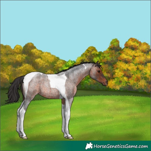 Horse Color:Brown Roan Tobiano 