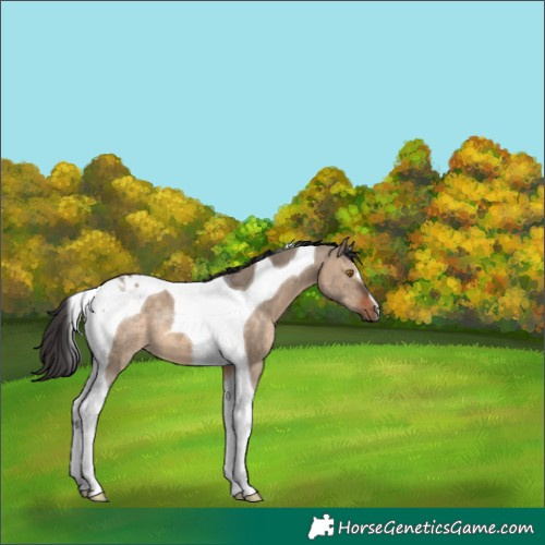 Horse Color:Brown Dun Tobiano 