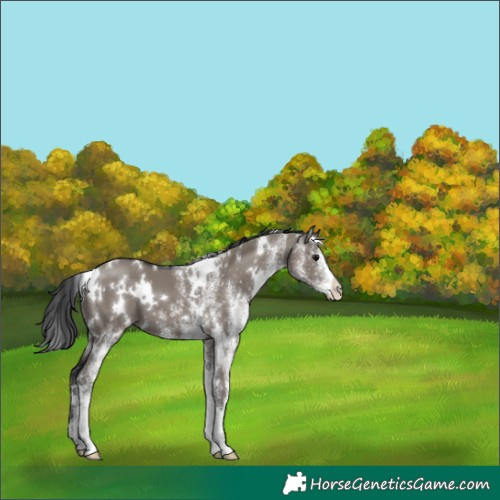 Horse Color:White Spotted Grullo 