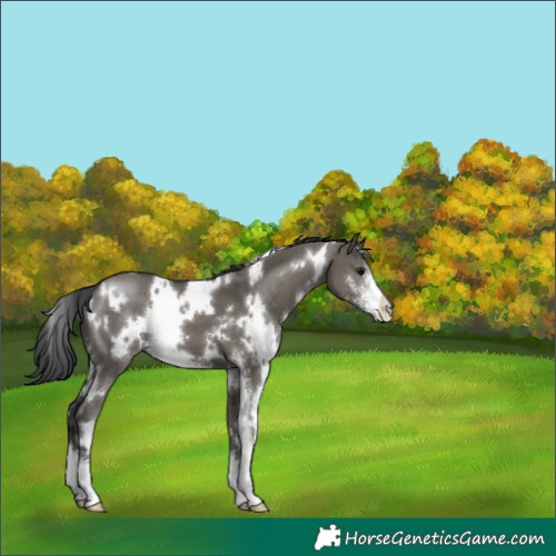 Horse Color:White Spotted Grullo Sabino 