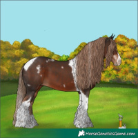 Horse Color:White Spotted Liver Chestnut Splash Tobiano Frame