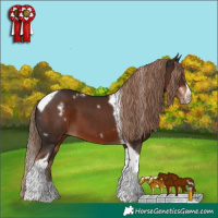 Horse Color:White Spotted Liver Chestnut Splash Tobiano Frame
