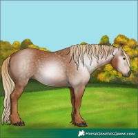 Horse Color:Unknown 