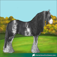 Horse Color:White Spotted Black 