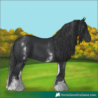 Horse Color:White Spotted Black 