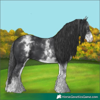 Horse Color:White Spotted Black 