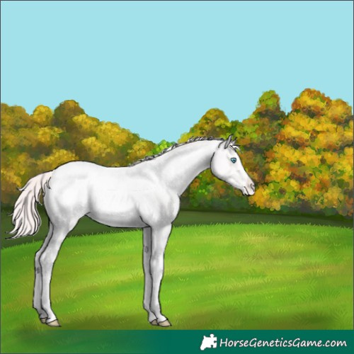 Horse Color:Perlino Ice Tobiano Varnish