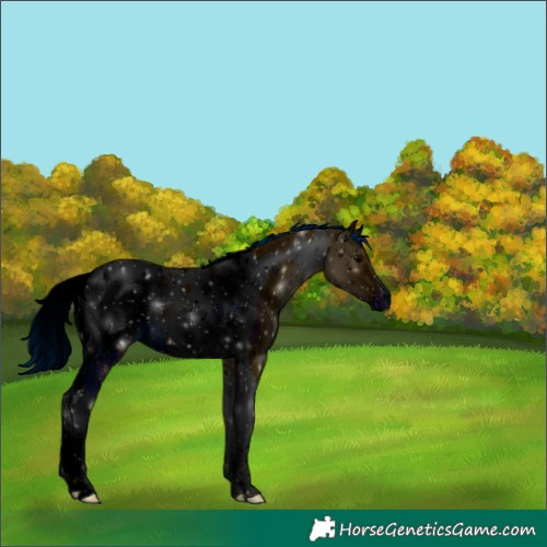 Horse Color:ERROR: UNKNOWN ANOMALY