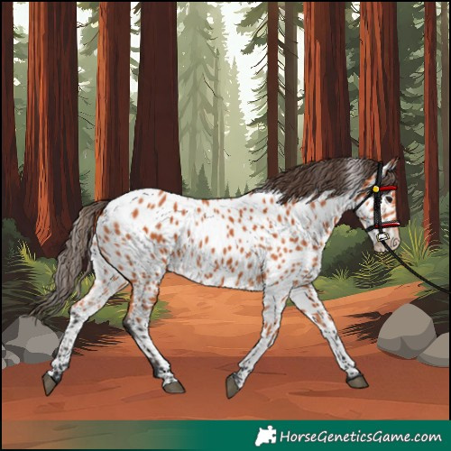 Horse Color:Bay Appaloosa 