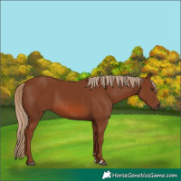 Horse Color:Chestnut 