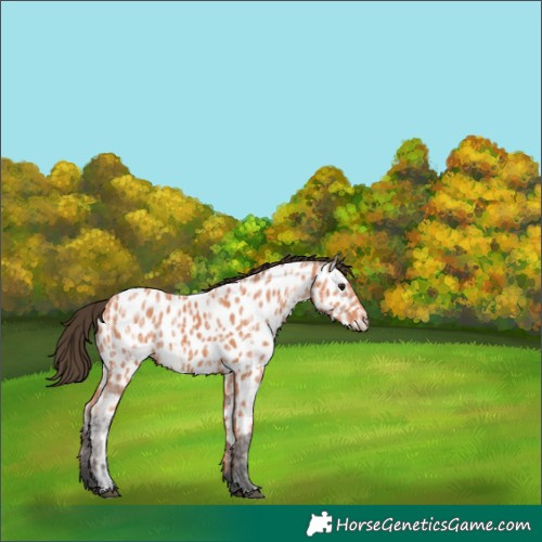 Horse Color:White Spotted Bay Ice Appaloosa 