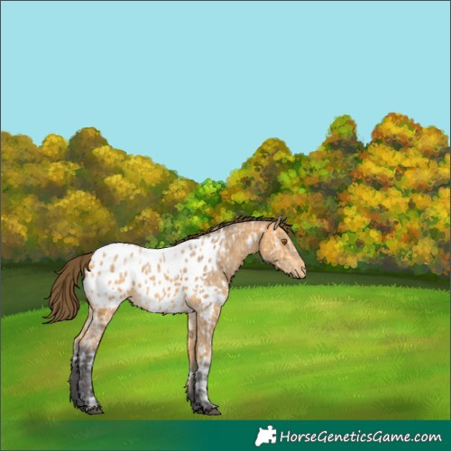 Horse Color:White Spotted Buckskin Ice Appaloosa 