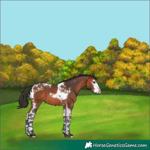 Horse Color:White Spotted Bay Splash Tobiano 
