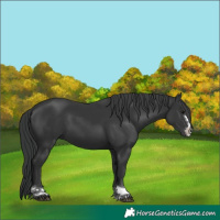 Horse Color:Black 