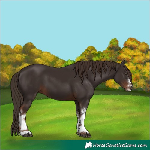 Horse Color:White Spotted Liver Chestnut