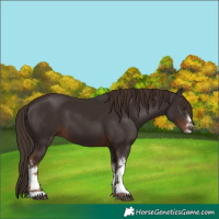 Horse Color:White Spotted Liver Chestnut 